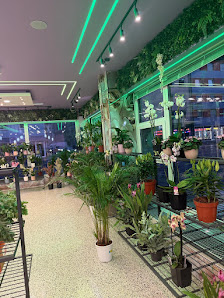 DILO Blumen