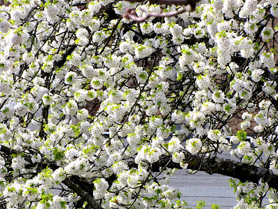 Garten und Gehölzpflege, Obstbaumschnitt, Formschnitt an Ziergehölzen(Bäumen und Sträuchern), alles Rund um ihre Freiräume