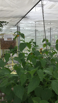 Blumen Schwarz - Ihre Landgärtnerei in Rutzendorf