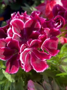 Blumen Risse Gartencenter Dortmund-Indupark