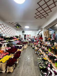 Quynh Blumen