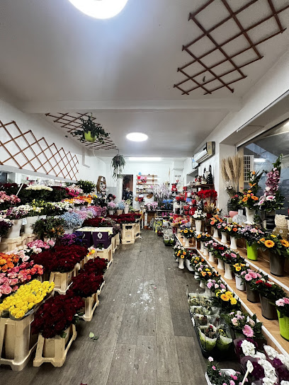 Quynh Blumen