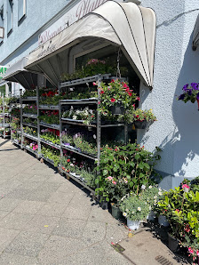 Blumen und Pflanzen