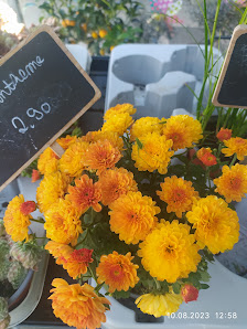 Hoffmeister Schnittblumen GbR