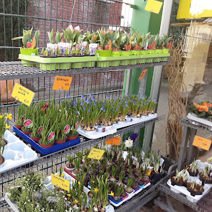 Blumen Stelter