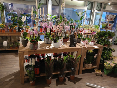Holländischer Blumenkönig