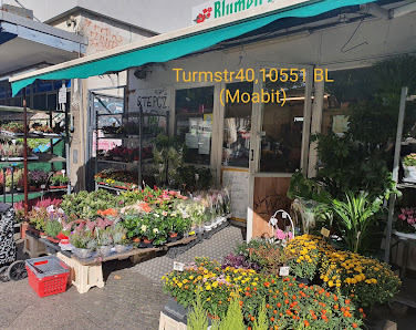 Blumen & Pflanzen