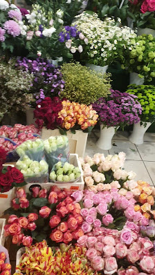 Blumen & Pflanzen