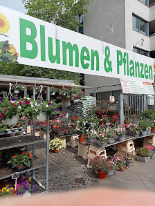 Blumen & Pflanzen