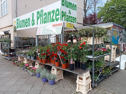 Blumen & Pflanzen