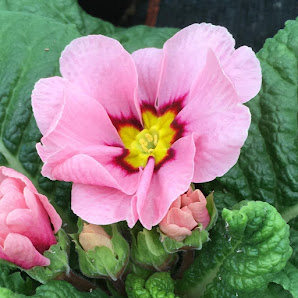 Blumen Weinert