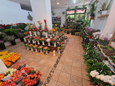 Le Blumen & Pflanzen