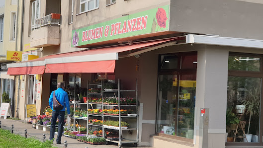 Le Blumen & Pflanzen