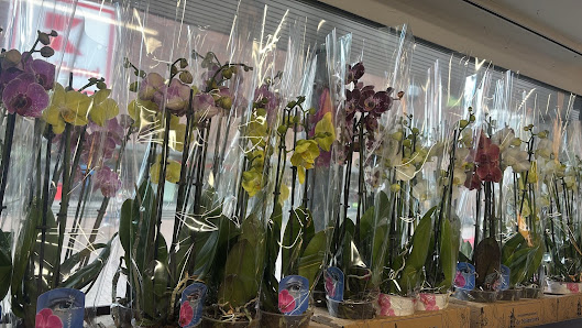 Lawa Blumen& Pflanzen