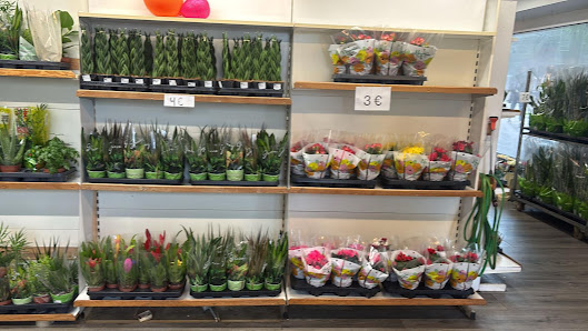Lawa Blumen& Pflanzen