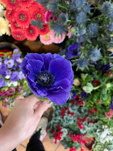 Blumen und Pflanzen Steglitz