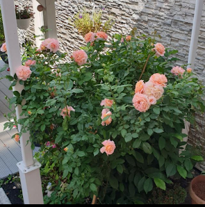 Blumen Lelgemann