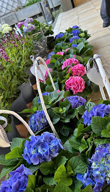 Alisha’s Blumen und Pflanzen