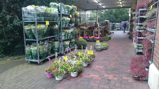 Florex Blumen