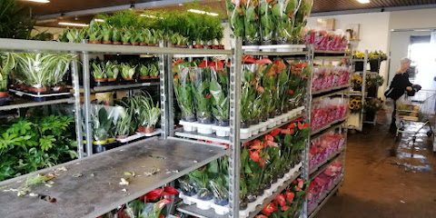 The Flower Company by blumenfrank GmbH