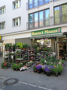 Blumen & Pflanzen