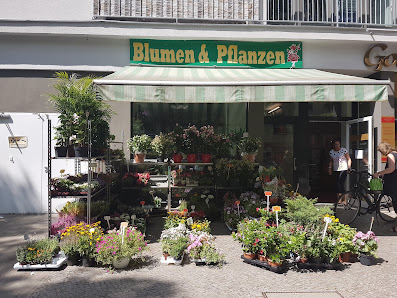 Blumen & Pflanzen