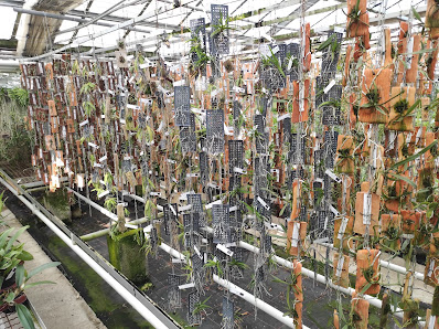 Schwerter Orchideenzucht