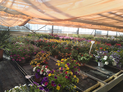 Blumen Zappe