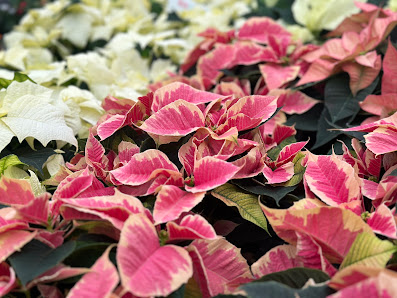 Blumen Boon