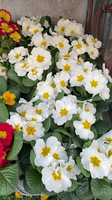 Blumen Ursprung