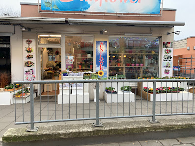 Sunflower blumen&pflanzen