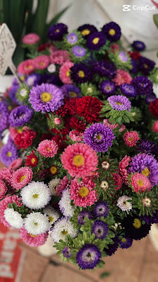 Sunflower blumen&pflanzen