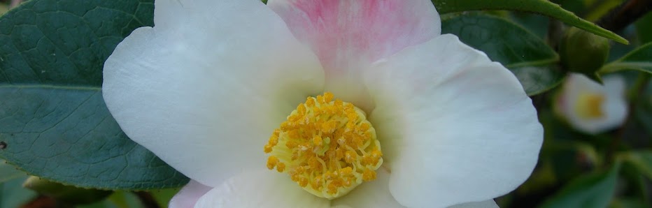 Mein-Kameliengarten.de