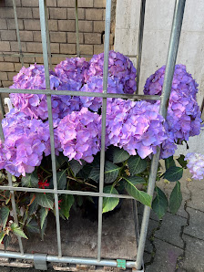 Müller , Flowerhouse Blumen