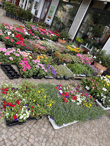 Blütenzauber Blumen