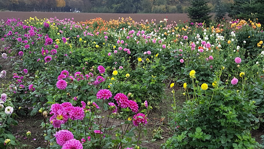 Blumen Schelkmann