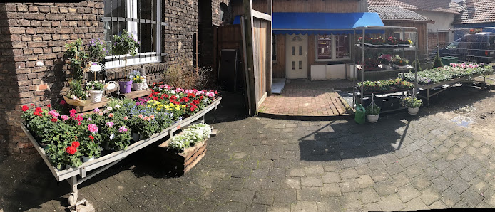 Blumen Dreyer