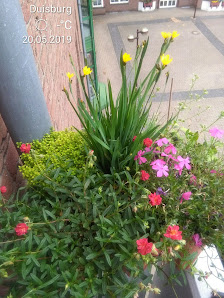 Blumen Dlouhy