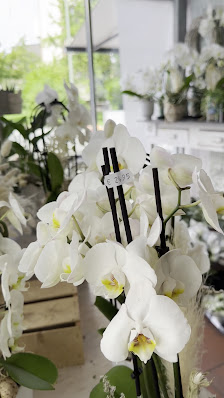 Blumen Floristik Frensch