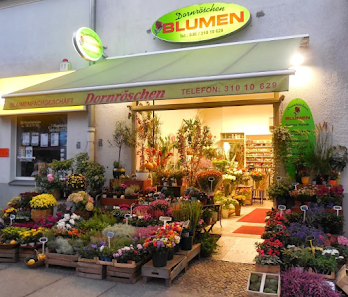 Blumen Dornröschen