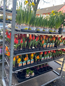 Blumen Gottschalk - Duisburg
