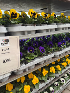 Flowdi Pflanzendiscount