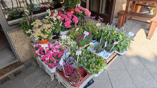 Blumen & Pflanzen