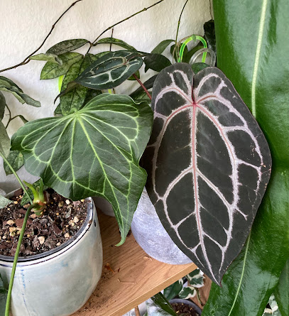 VARIEGATA