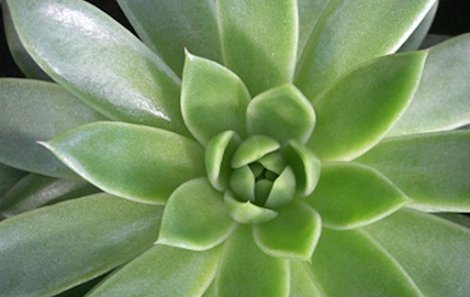 Blumenwelt Thielen