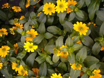 Blumen von Marlene GmbH