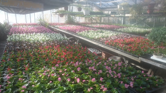 Blumenhaus und Friedhofsgärtnerei Nowak