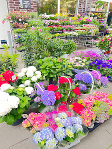 Blumen und Pflanzen