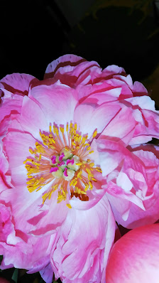 BLUME2000 Karlsruhe BHF