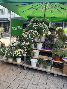 BLUME2000 Wuppertal Herzogstr.